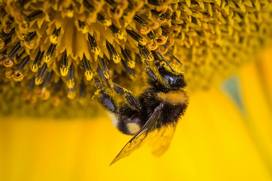 bee pollinating