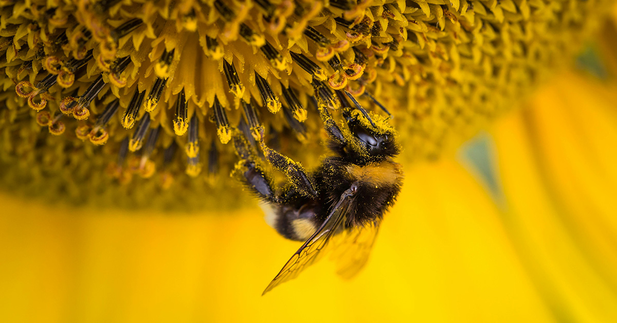 bee pollinating