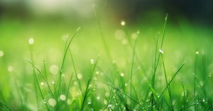 grass
