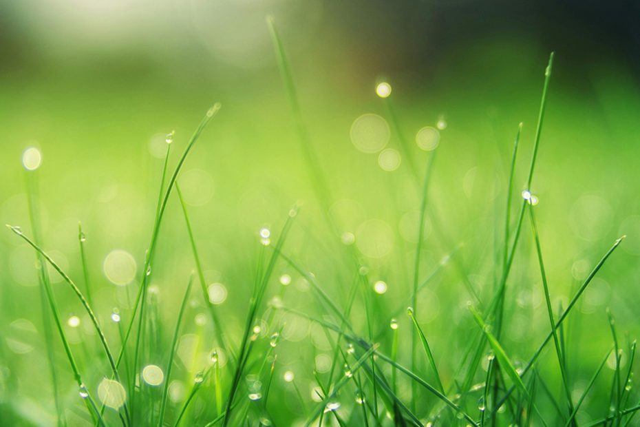 grass
