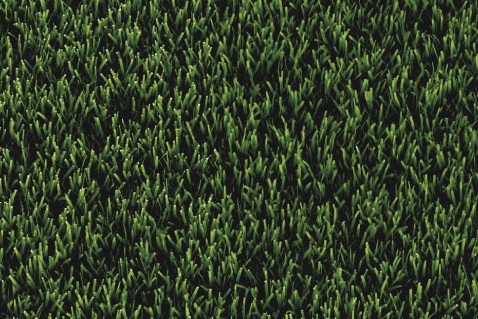 photo of green lawn grass
