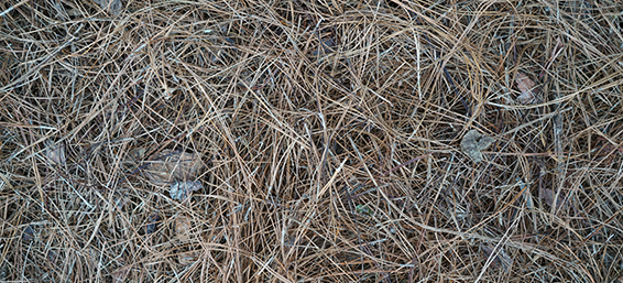 photo of pine straw