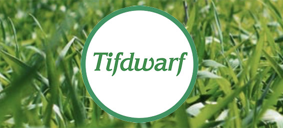 Tidwarf logo on photo of grass