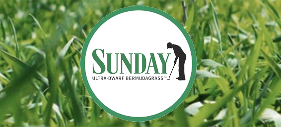 Sunday logo on photo of grass