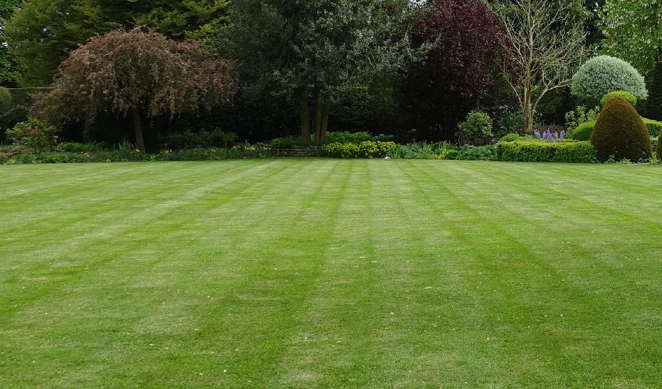 green lawn with landscaping
