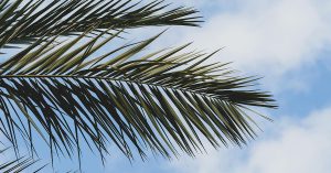 palm tree