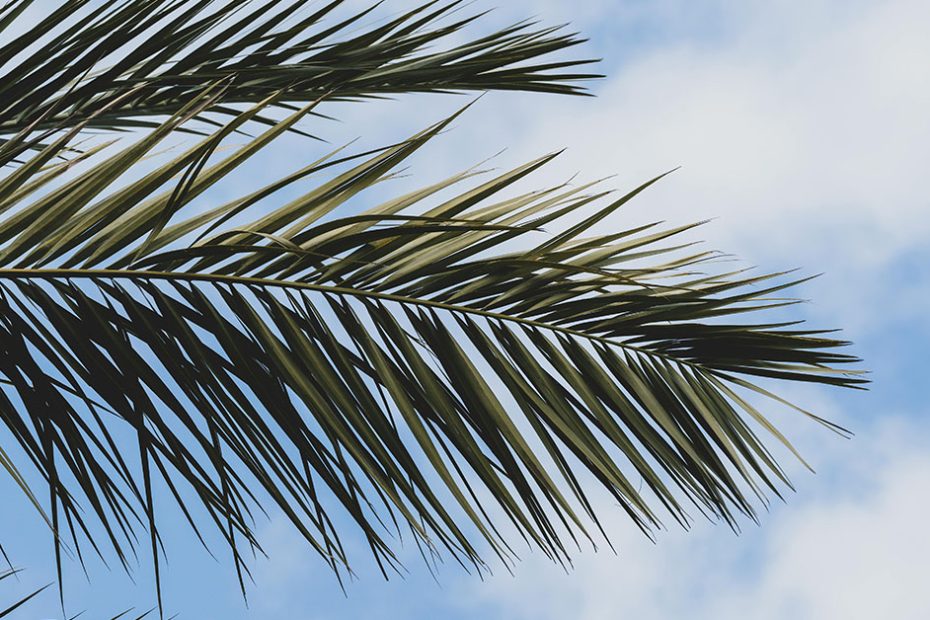 palm tree