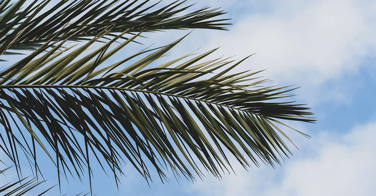 palm tree