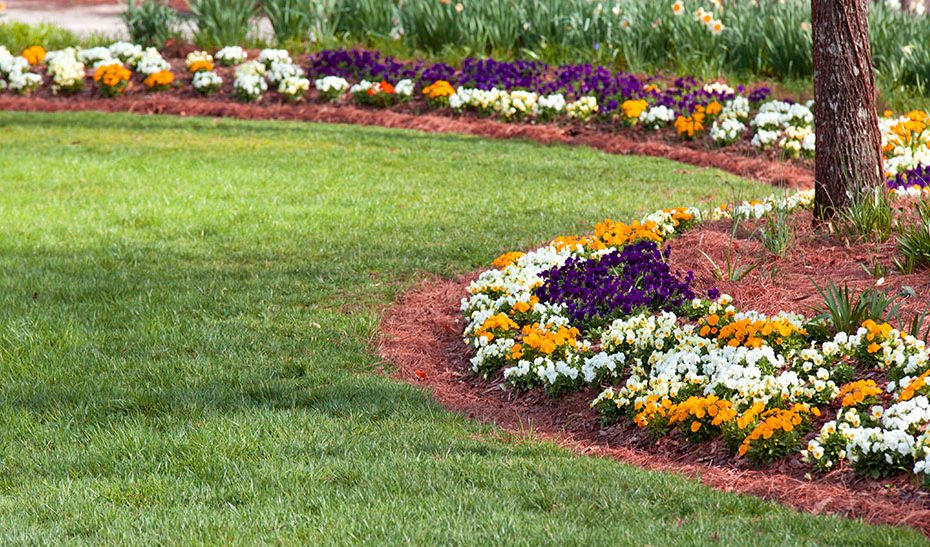 garden with flowers and pinestraw