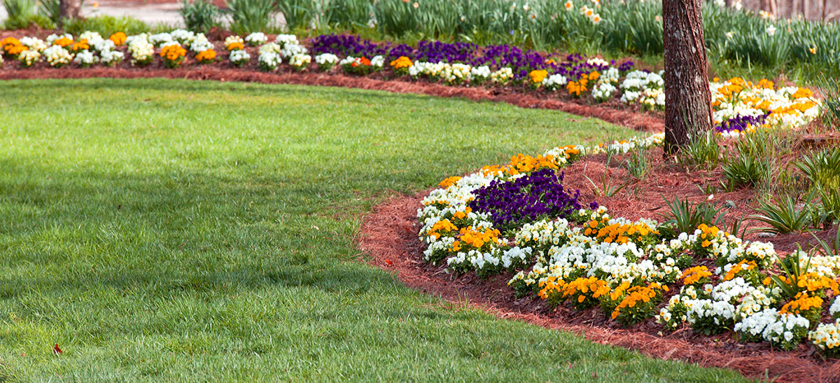 garden with flowers and pinestraw