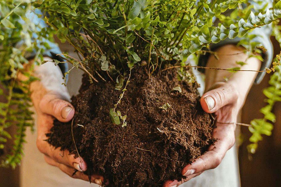 soil