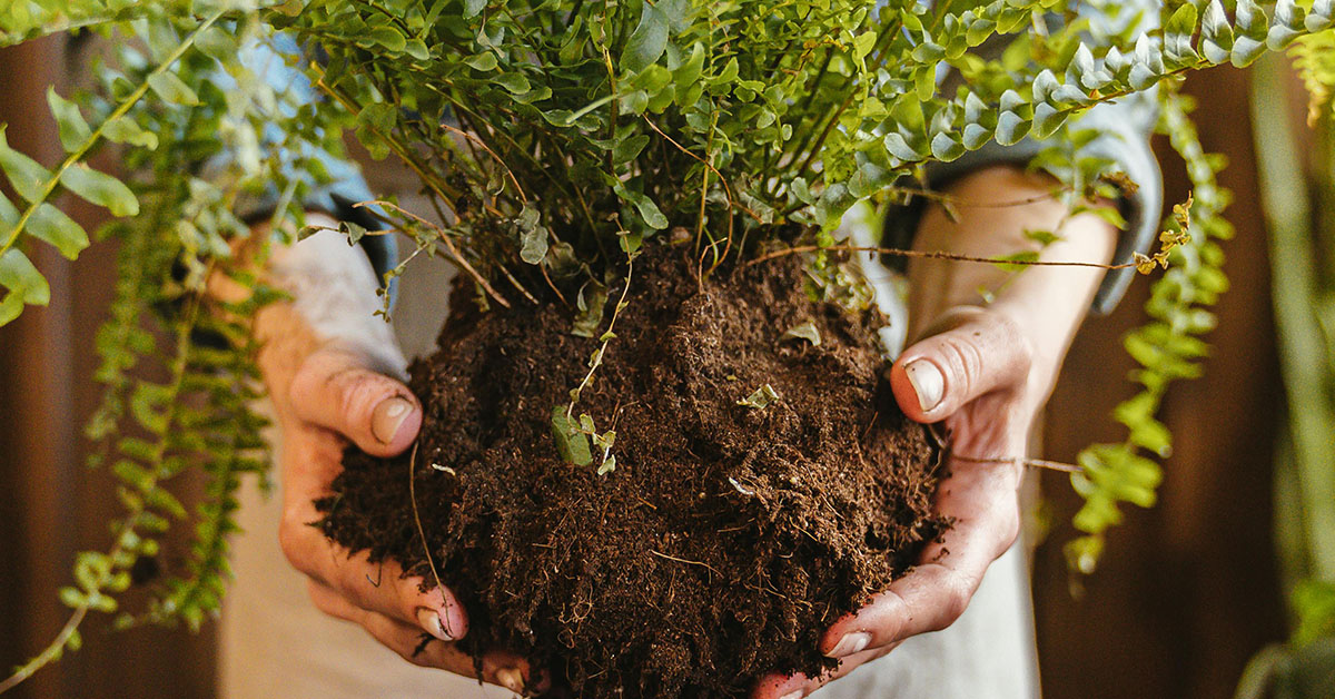 soil