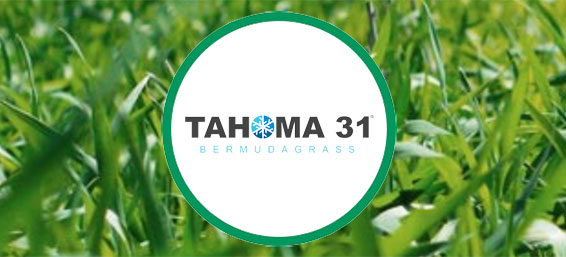 photo of tahoma31 bermuda grass with logo