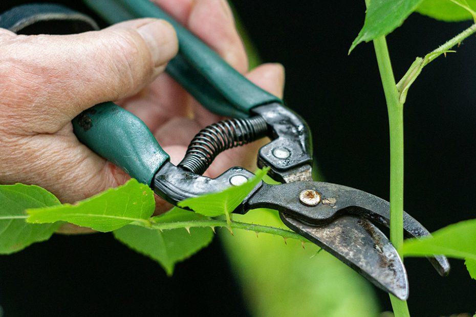 pruning shears
