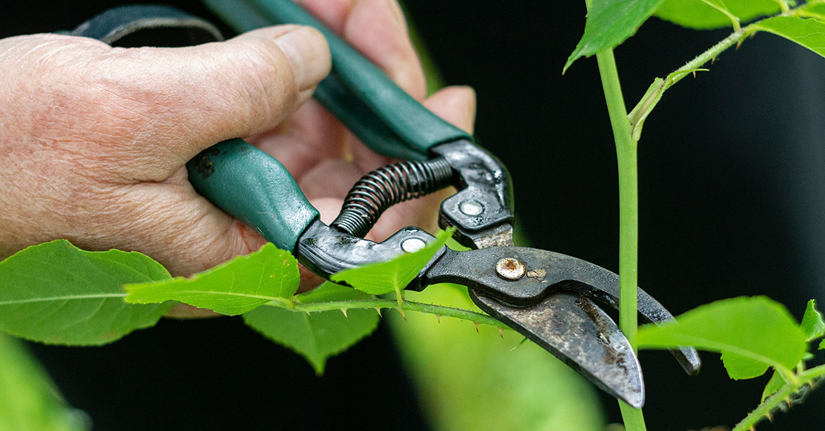 pruning shears