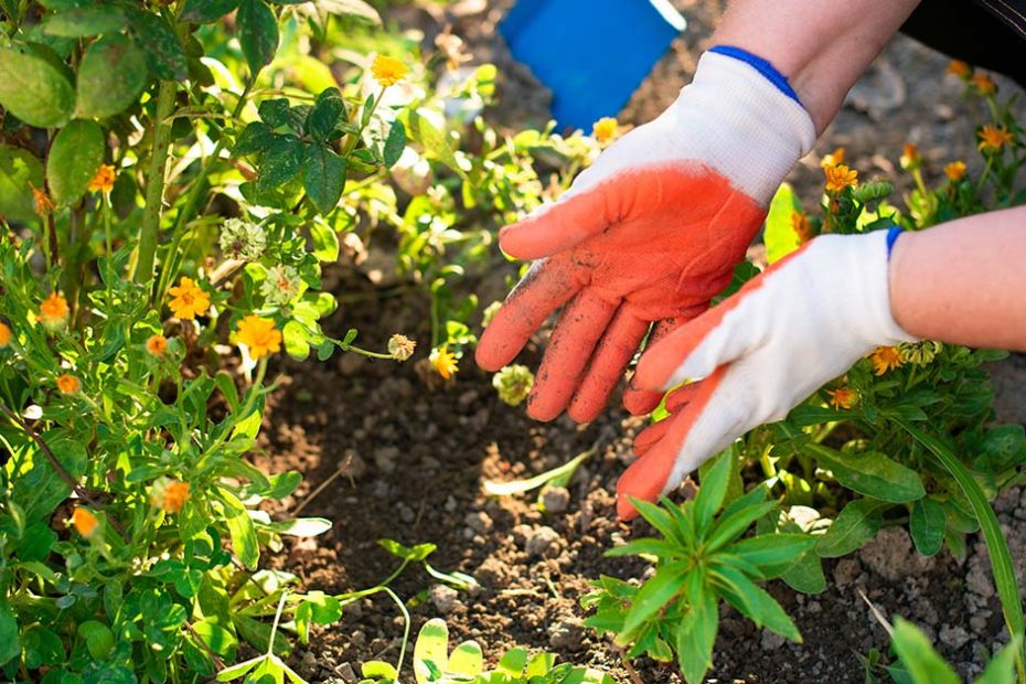 hands using fertilizer in garden