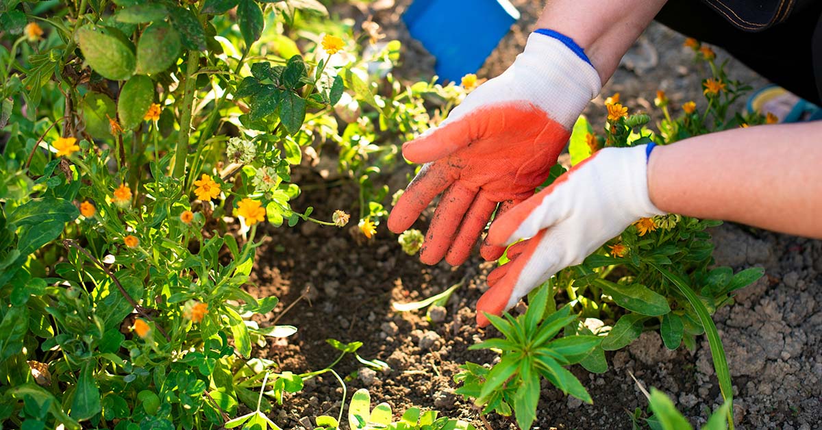 hands using fertilizer in garden