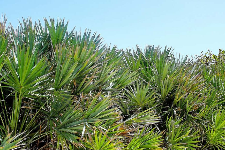 salt tolerant plants