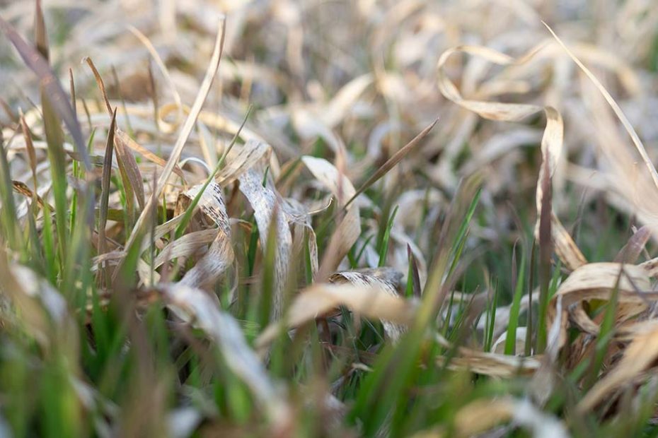 withering lawn