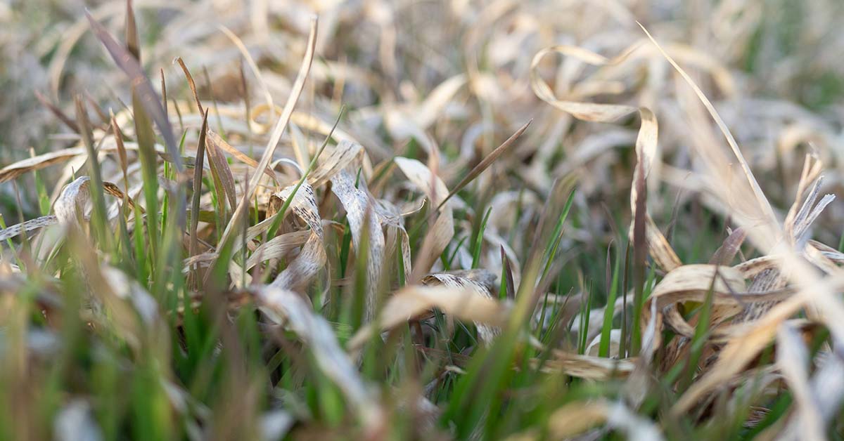 withering lawn