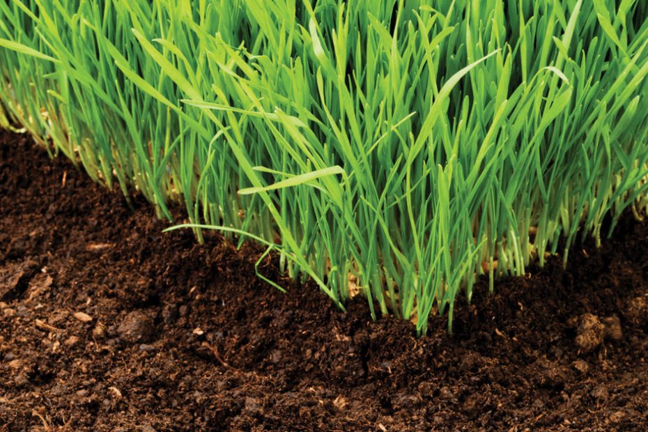 photo of grass and soil