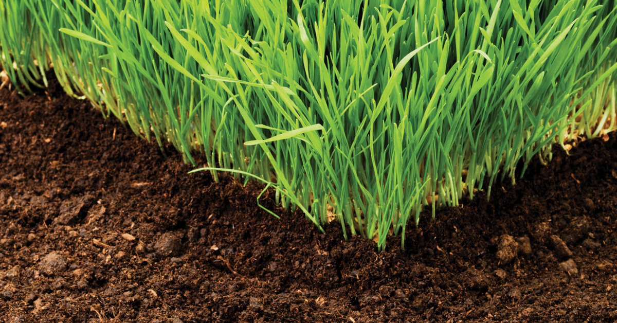 photo of grass and soil