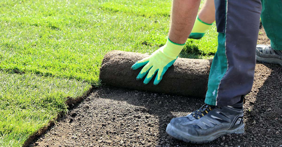 Worker unrolling fresh sod